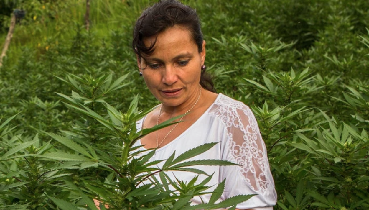 CANNABICOS: cannabis medicinal una industria con potencial en Colombia